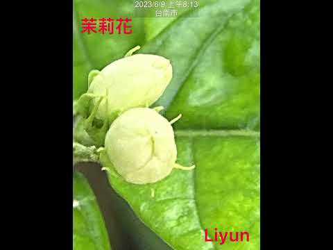 2023.6.9.茉莉花