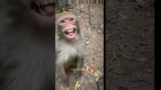 Bibizyany Edit #shorts #tiktok #а4лох #путін #роблокс #edit #phonk #music #monkey #монке #бибизяны