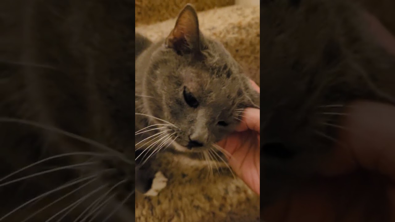 Kittygirl Noodle makes the funniest noises 🤣 