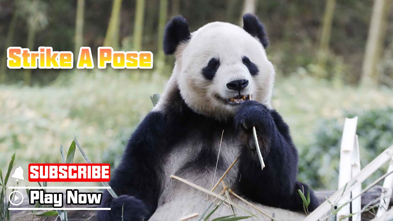 Super Panda】Episode 339 Pandas Getting Ready To Pose For Photo At