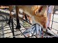 Лучше лиса Рыжика няньки не найти! Тайган. Foxes life in Taigan.