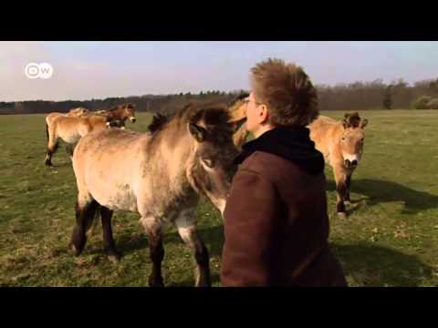 Video: El caballo tarpan es el antepasado del caballo moderno. Descripción, especie, hábitat y causas de extinción de la población