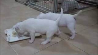 Mini Bull Terrier Watchman Thailand