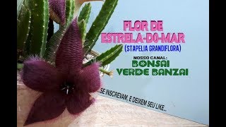 FLOR DE ESTRELA-DO-MAR (stapelia grandiflora), ESTAPÉLIA EXOTICAMENTE PARA  VOCÊ. - thptnganamst.edu.vn