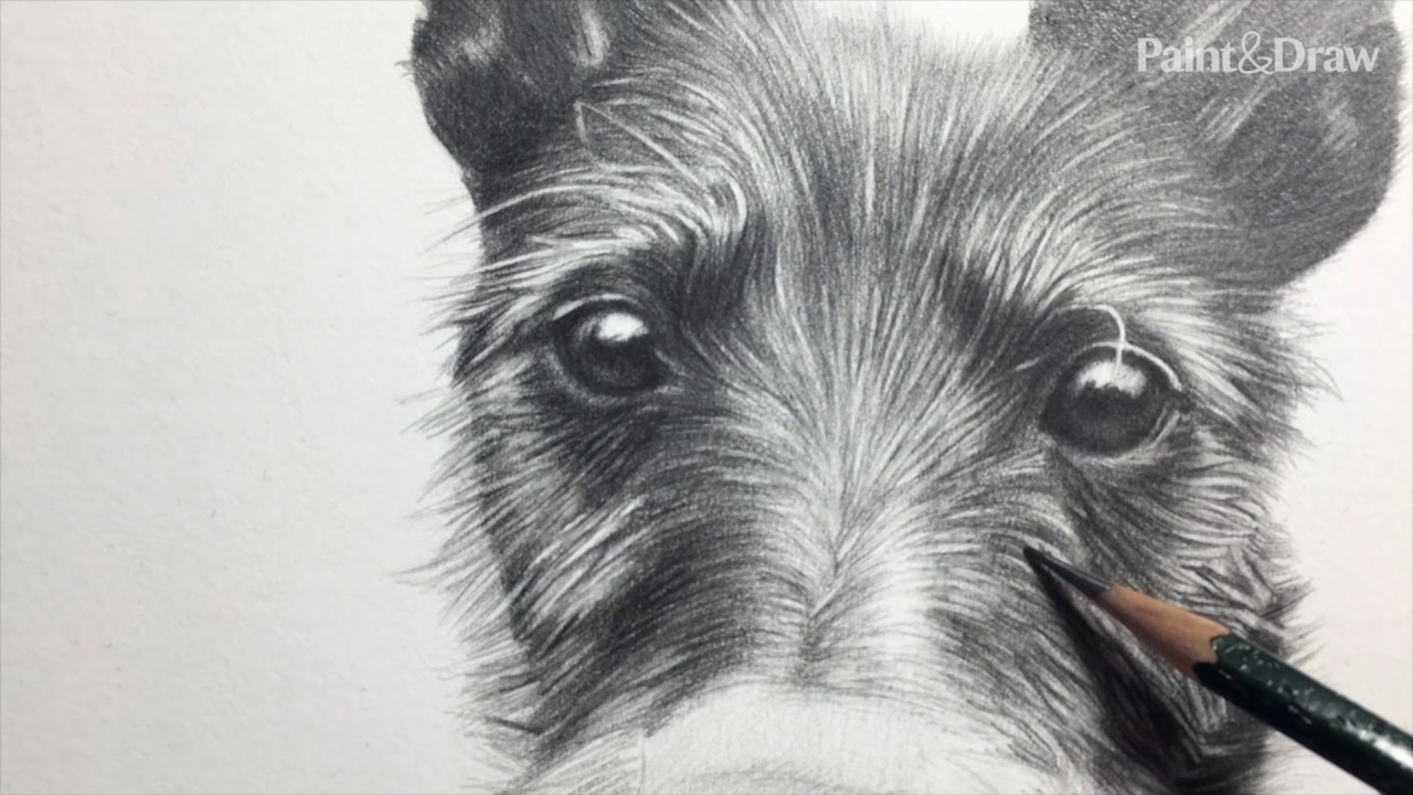 Draw a Pencil Pet Portrait - YouTube