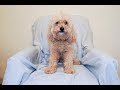 Time lapse of herschel the dog growing his fur out over 168 days  music by benny goodman