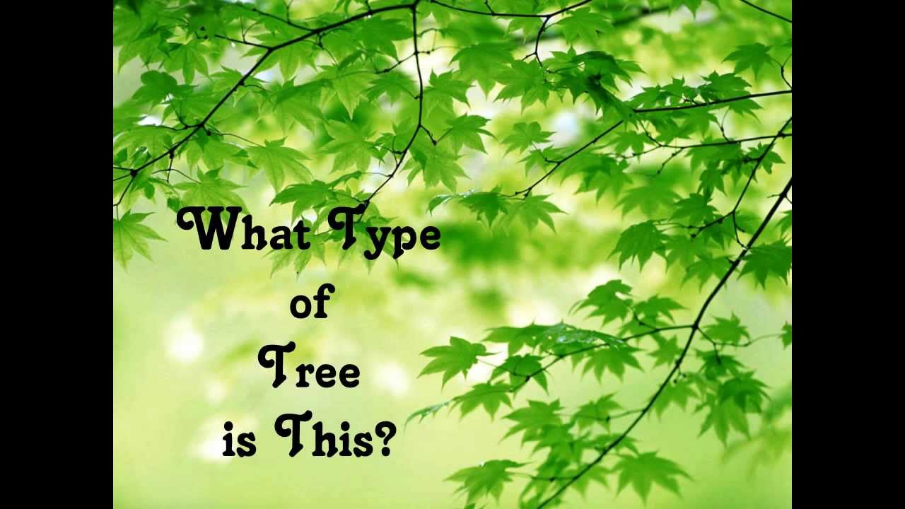 Dumont NJ - "It's All About Trees" What type of tree is this?