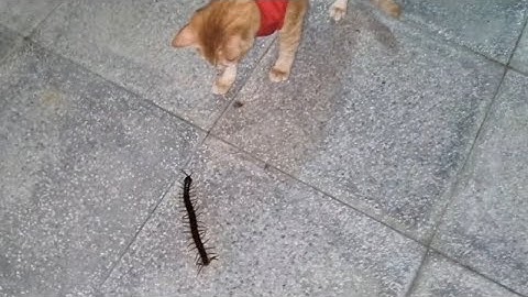 Rết Khổng lồ đột nhập vào nhà Khế Thúi