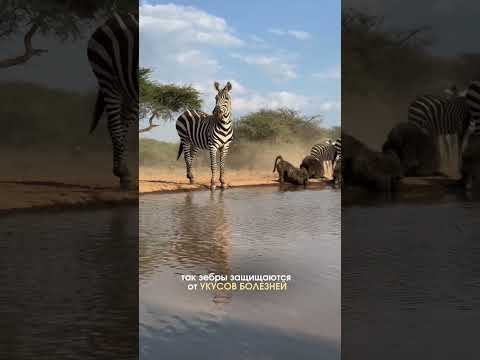 а вы знали? Больше о путешествиях в ткг #safari #зебры #путешествияафрика