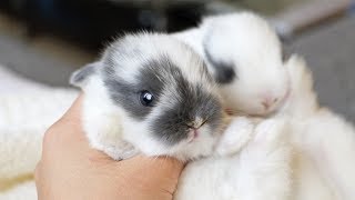 The cutest little bunnies in the world!