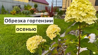 видео: Осенняя обрезка гортензии древовидной! Обрезка гортензии на штамбе! картинка: Осенняя обрезка гортензии древовидной! Обрезка гортензии на штамбе!