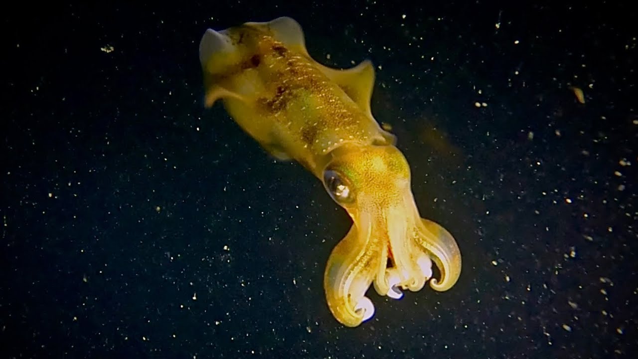 SUBLIME NINJA SKILLS! SQUID SQUIRTS INK AS A DISTRACTION ENABLING A RAPID ESCAPE - PAPUA NEW GUINEA