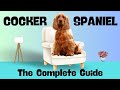 American Cocker Spaniel (Hindi) の動画、YouTube動画。