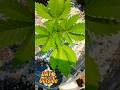 Day 1 vs Day 6 Outside | She’s Transformed 🌱