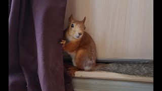 Белка пищит, ругается на моего мужа...! 😬🤣 Squirrel squeaks