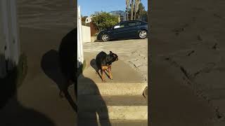 DOG SCARED TO WALK DOWN THE STAIRS!