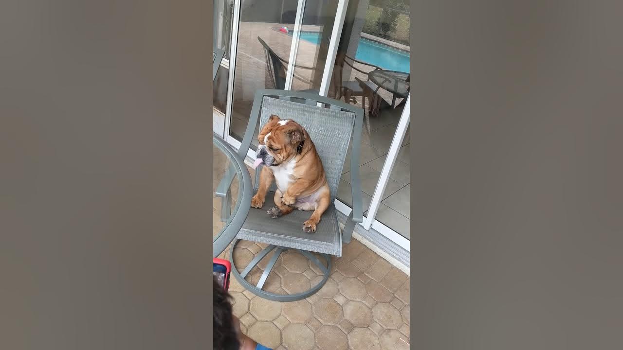 dogs jacking off YouTube