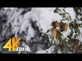 4K Snowy Winter Forest - Calming Sounds of Birds Singing on a Winter Morning