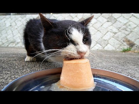 暴風警報の中、パウチしか食べない猫にちゅ～るタワーを給餌したら全身を震わせながら３５分かけて完食した 野良猫 感動猫動画 ASMR