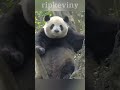 panda's funny behavior😂 #fypage #funny #foryou #panda #fun