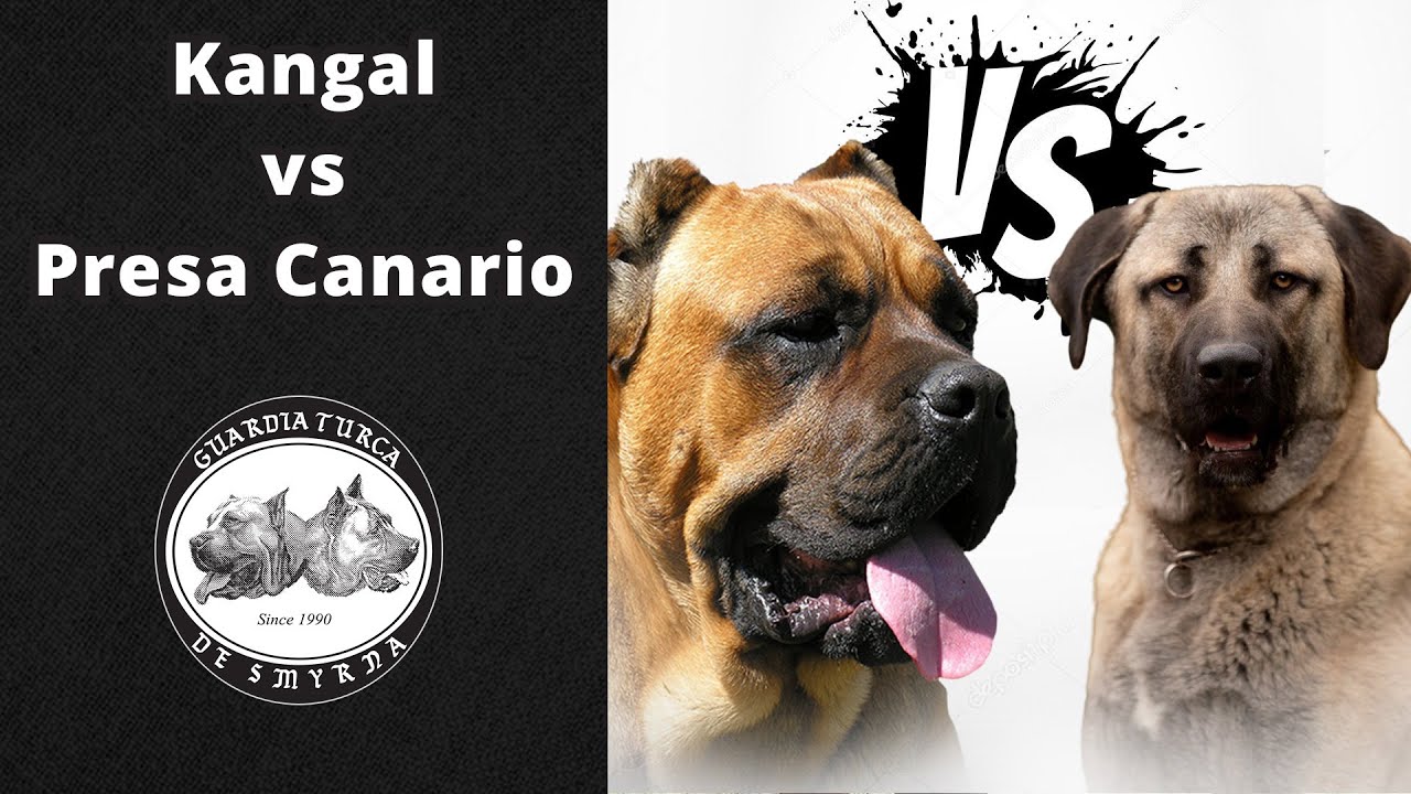 Kangal mı? Presa Canario mu? || Karşılaştırma