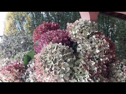 Video: Varietà Spettacolari Di Ortensie A Foglia Larga Che Crescono Con Successo Nella Corsia Centrale