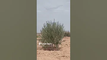 يا غالية لا ما تهوني لفنان رضا المحمدي و اسماءسالم قضلا آشترك و اعجاب مع نشر المحتوى 