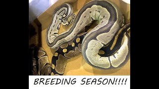 Pairing Ball Pythons 2020 Part 1