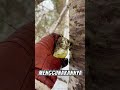 😱😱😱Bukan Sekedar Benjolan Biasa Ternyata Ini Khasiatnya