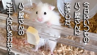 大食い ハムスターが パン屋さんに突撃訪問（笑）