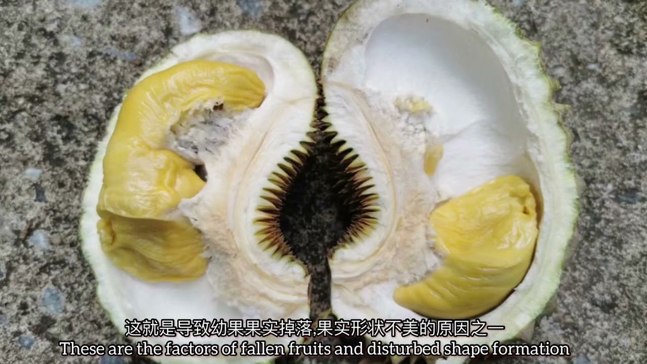 Perkara yang ditakuti pelabur durian,bunga dan putik buah gugur.Kaedah atasi