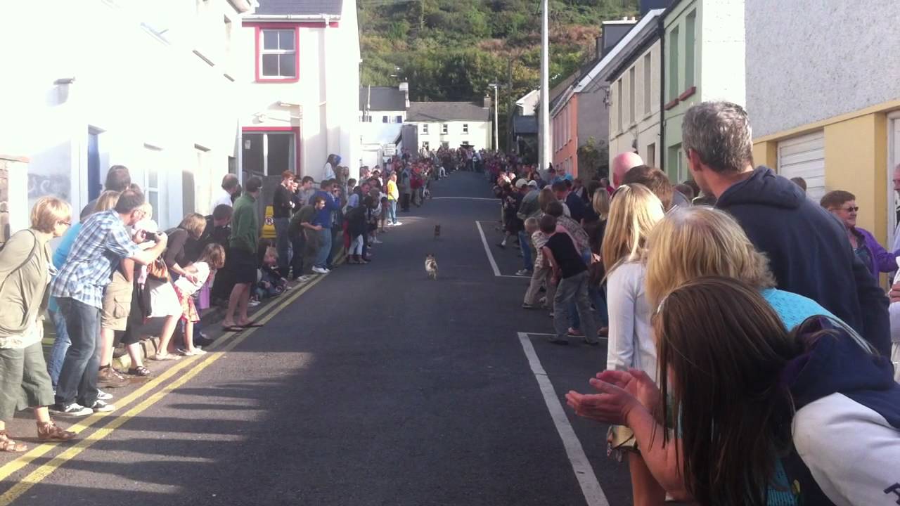Cahersiveen Races Cahersiveen Terrier Racing - YouTube
