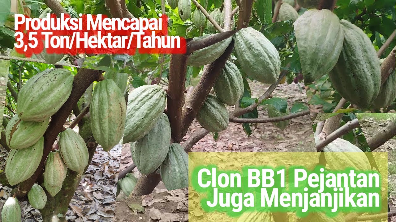 Clon BB1, Pejantan dan Sangat Menjanjikan//BB1/MCC02