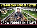 Hydroponic fodder system  easiest method to grow hydroponic fodder at home  green fodder farming