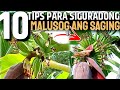 10 TIPS TO GUARANTEE YOUR BANANA WILL GROW HEALTHY | 10 TIPS PARA SIGURADONG MALUSOG ANG SAGING