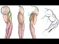 How to draw the Muscles of the Arm (Simple Anatomy Tutorial)