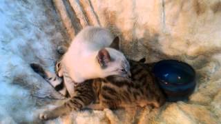 Photo shoot etiquette, with Robbie and Grover by johansonCats 389 views 8 years ago 40 seconds