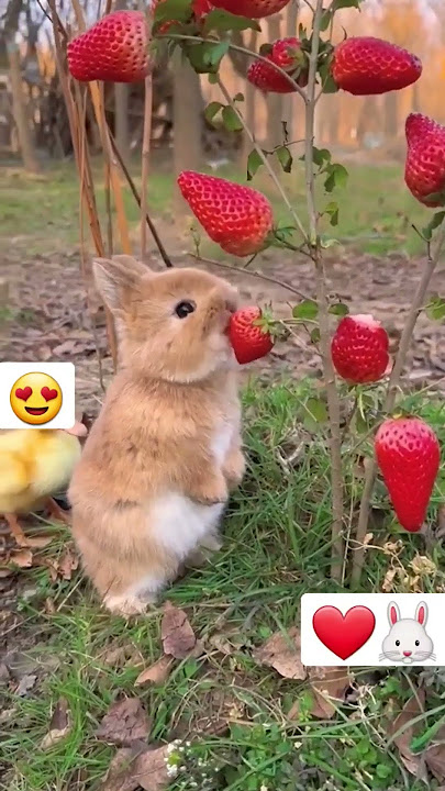 Too Cute to Handle: Baby Animal 😍❤️