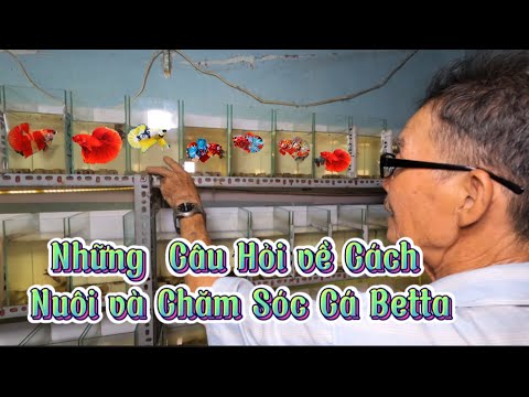 Video: Hướng dẫn và câu hỏi chăm sóc cá Betta