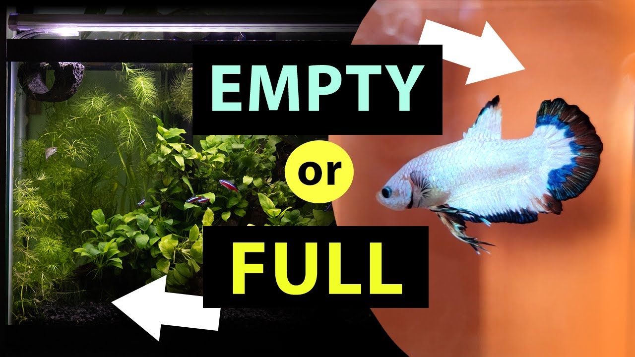 17 Decorations Your Betta Fish Will LOVE In Their Tanks - Betta Care Fish  Guide