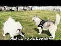 久しぶりのドッグランで大はしゃぎの結果