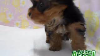 1912109 【ペットショップ エンゼル】お薦めの子犬・子猫