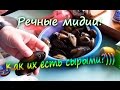 Речные мидии перловицы Какие вкуснее сырые или жаренные (эксперимент) | Лысый Повар