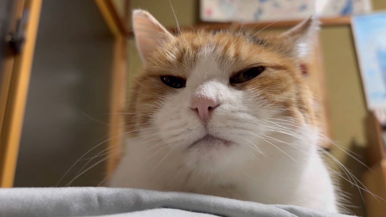 ミケ猫ฅ^•ω•^ฅ★ 三毛猫】私が寝るところを眺めるミケ（2025年12月24日） - YouTube