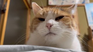 三毛猫】私が寝るところを眺めるミケ（2025年12月24日） - YouTube