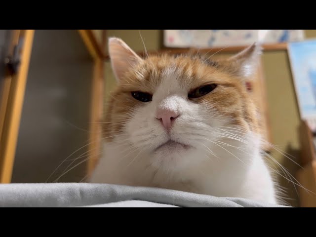 三毛猫】私が寝るところを眺めるミケ（2025年12月24日） - YouTube