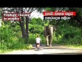 elephants attacked😜 to peoples😵 on the road #attack #srilanka #elephant