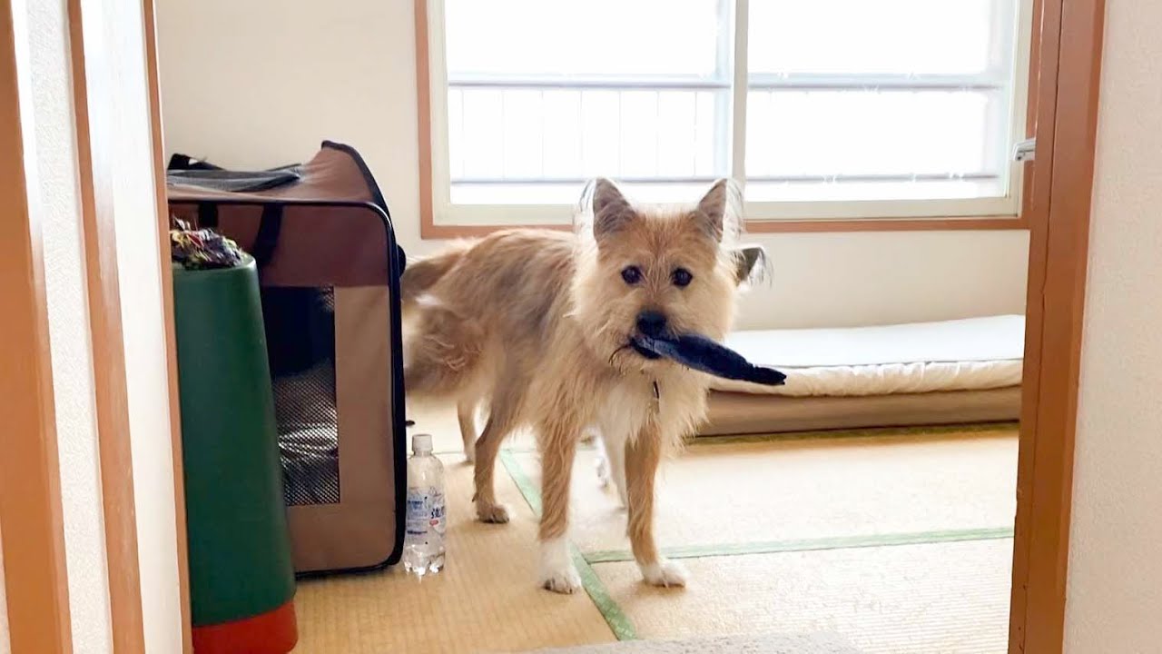 ぽっちゃんがお魚くわえた野良犬に見えちゃうママを許してね Youtube