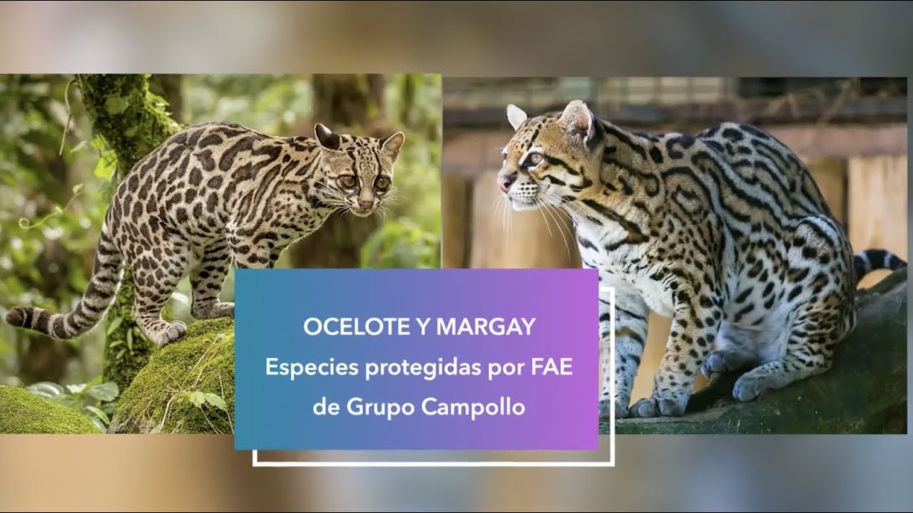 Ocelote y Margay - YouTube
