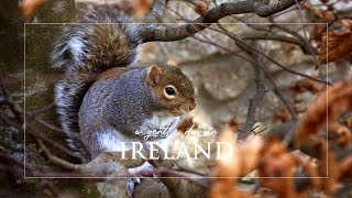 A Day in my Life | Cosy Autumn Ambience | Slow Living | Nature Sounds | Cottage Garden